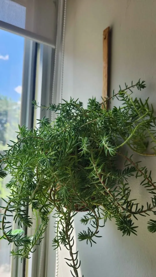 Wicker wall hanging planter with plant - photo 2
