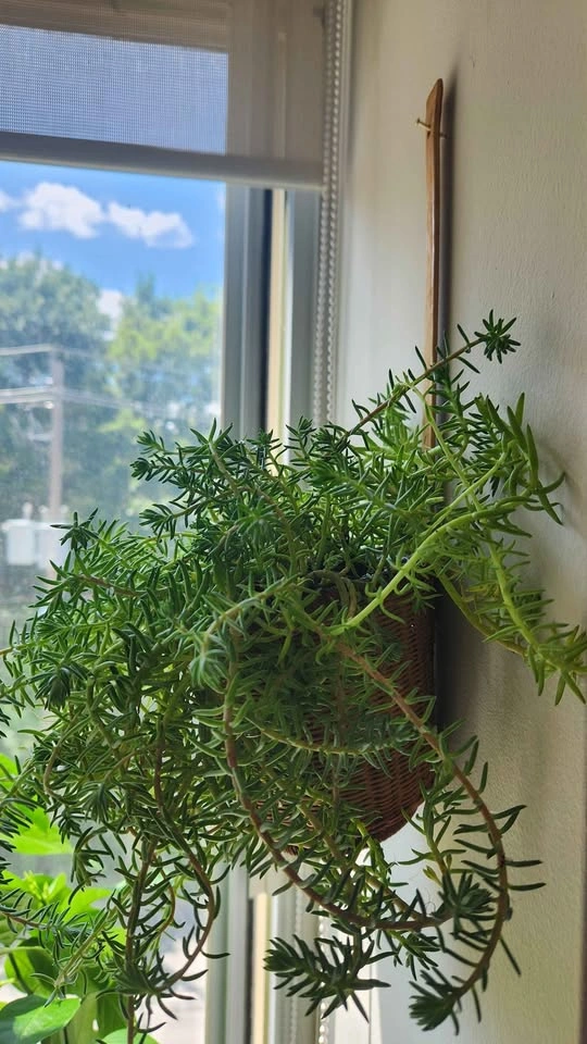 Wicker wall hanging planter with plant - photo 3