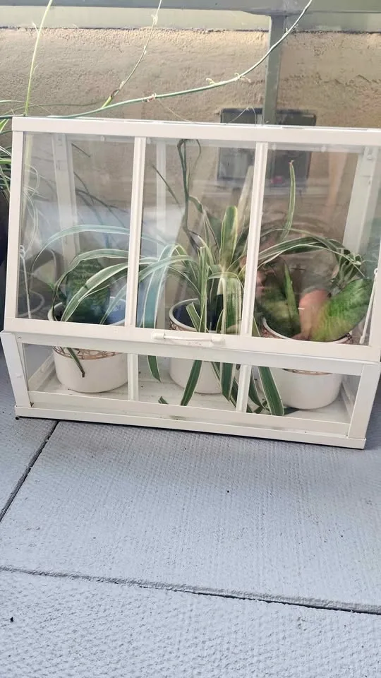 Glass plant terrarium with 3 plants