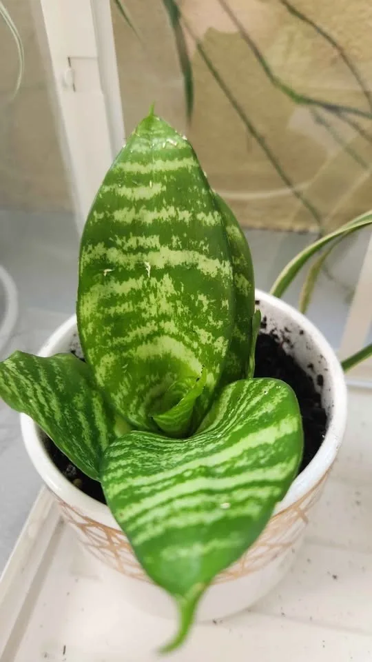Glass plant terrarium with 3 plants - photo 2