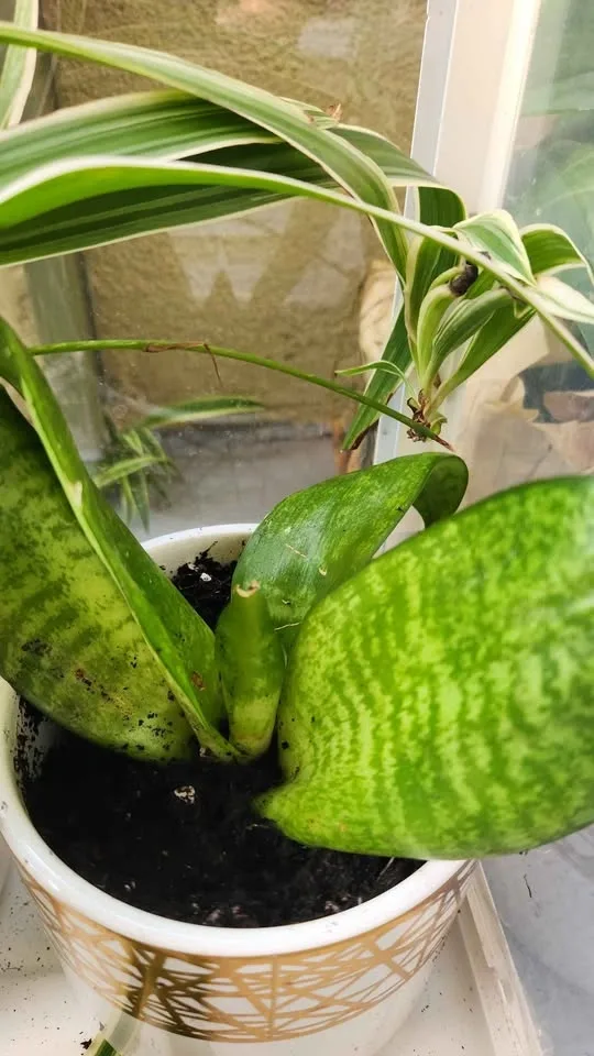 Glass plant terrarium with 3 plants - photo 3