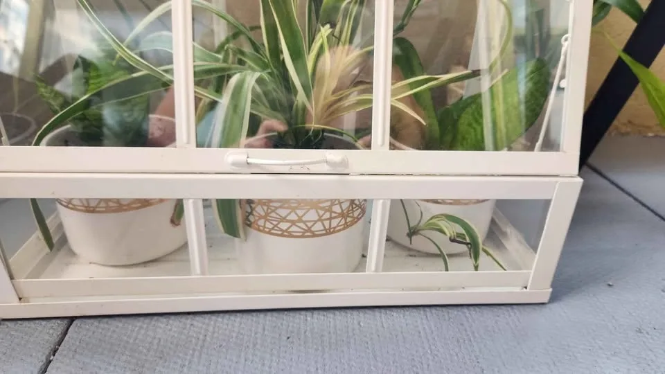 Glass plant terrarium with 3 plants - photo 5