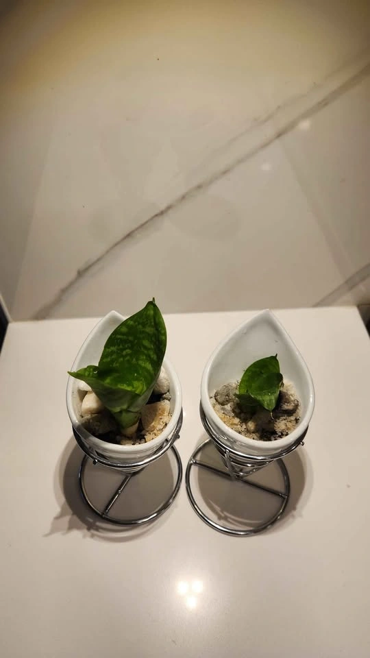 Upcycled French fry holder planters with plants - photo 3