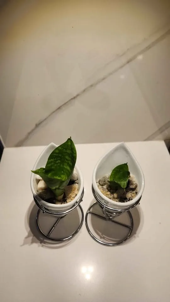Upcycled French fry holder planters with plants - photo 3