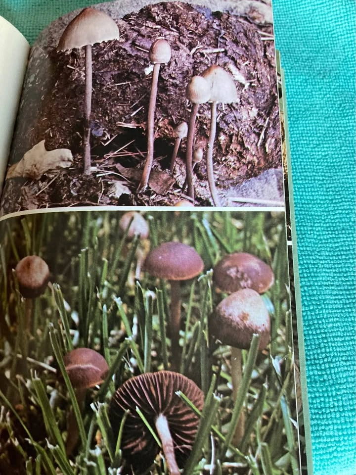 Vintage Mushroom Pocket Field Guide - Howard E. Bigelow (1979) - photo 3