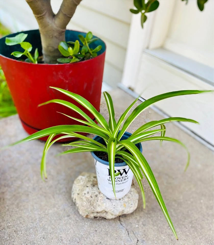 Variegated spider plant