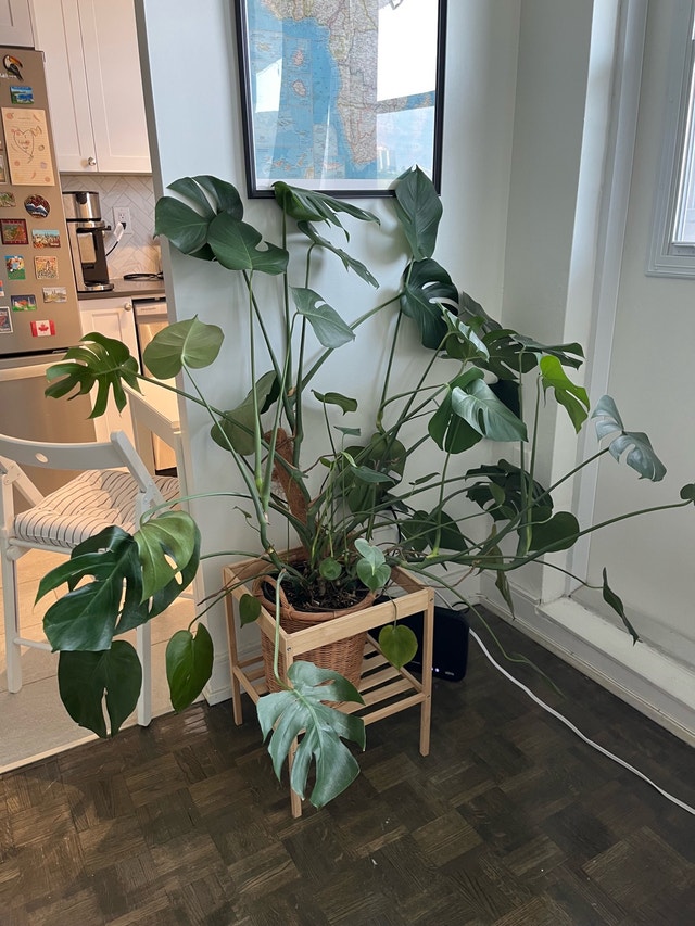 Large Monstera / Swiss Cheese Plant