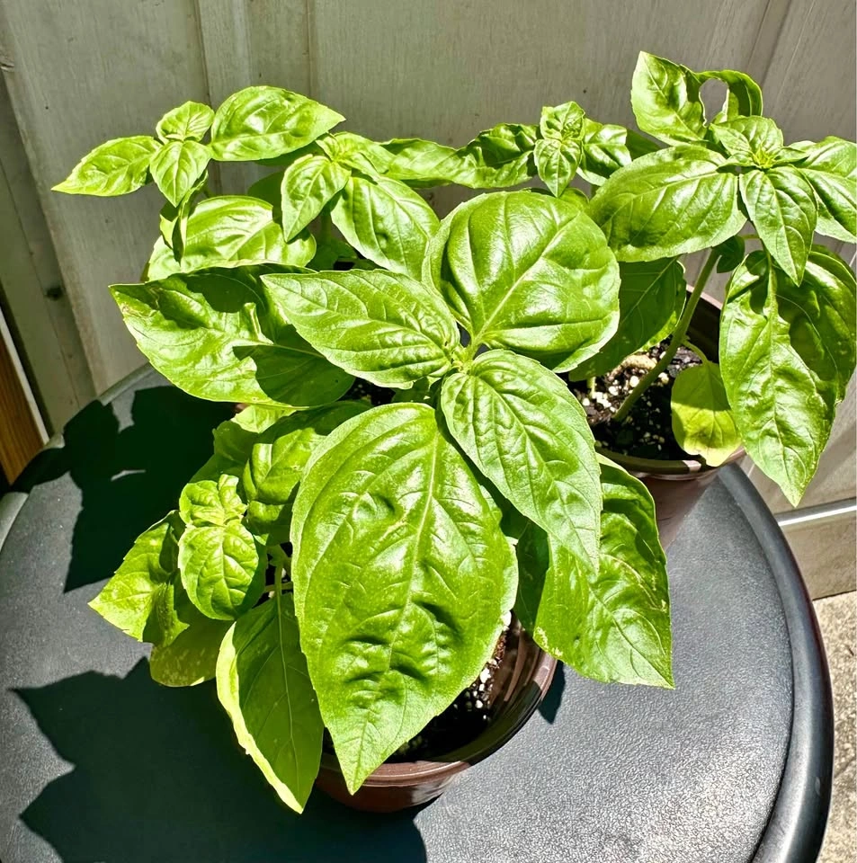 Sweet Basil Plants – 4" Pots. 2 plants in each pot