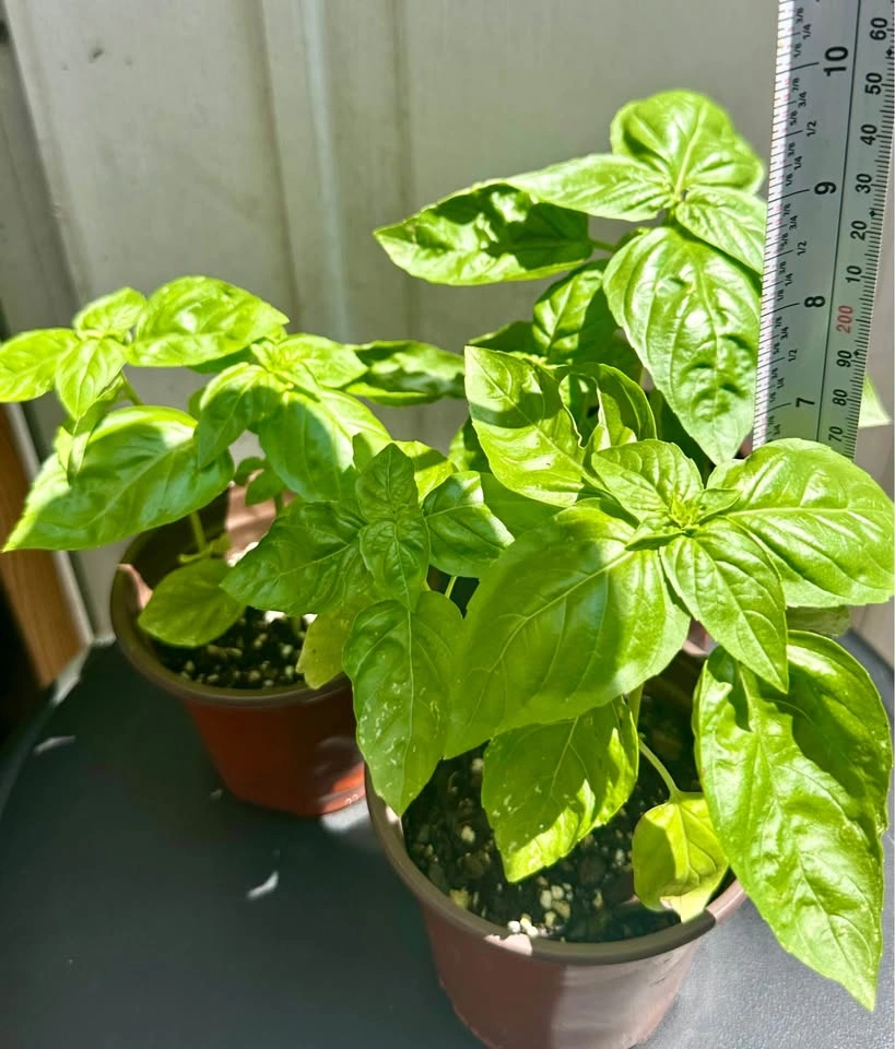 Sweet Basil Plants – 4" Pots. 2 plants in each pot - photo 2