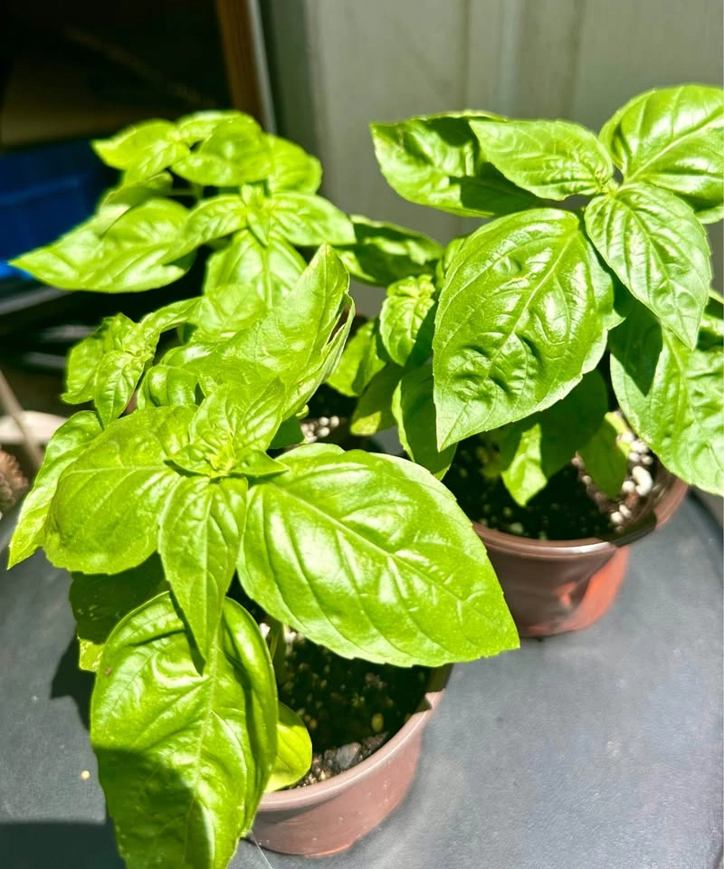 Sweet Basil Plants – 4" Pots. 2 plants in each pot - photo 3