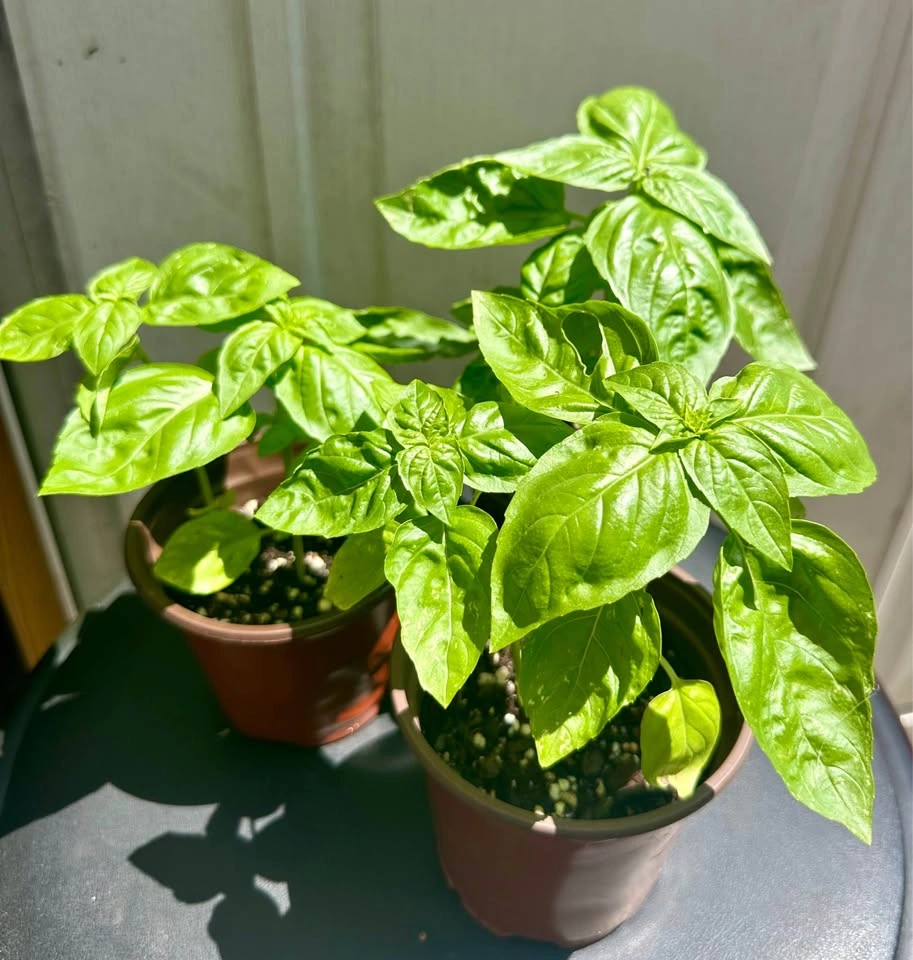 Sweet Basil Plants – 4" Pots. 2 plants in each pot - photo 4