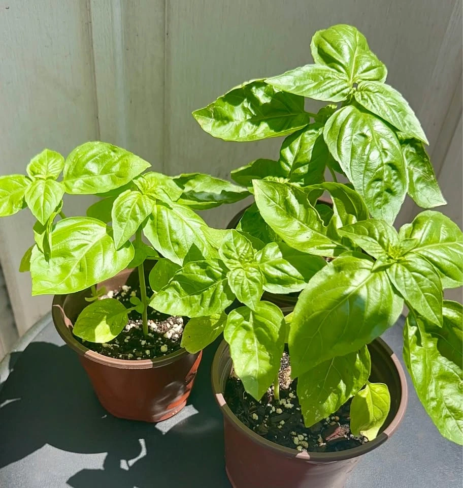 Sweet Basil Plants – 4" Pots. 2 plants in each pot - photo 5