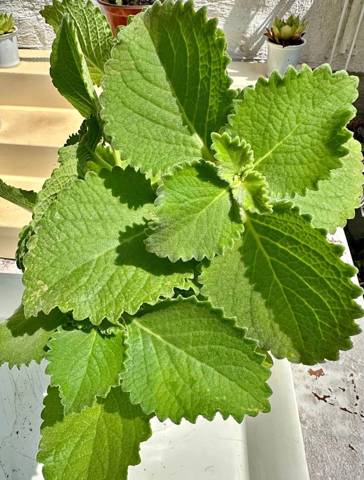 Cuban Oregano Plant Cuttings: Mexican Mint/Spanish Thyme