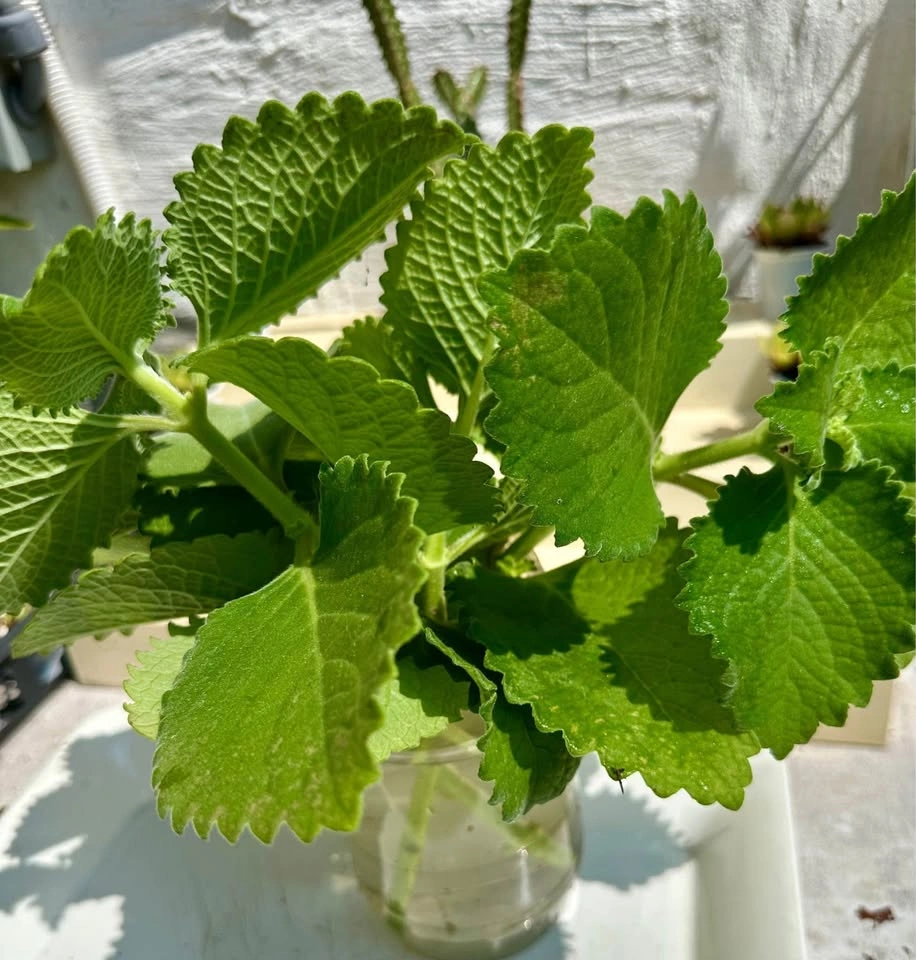 Cuban Oregano Plant Cuttings: Mexican Mint/Spanish Thyme - photo 2