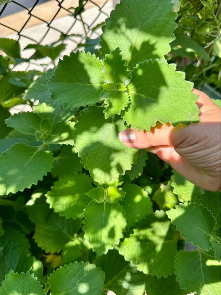 Cuban Oregano Plant Cuttings: Mexican Mint/Spanish Thyme - photo 3