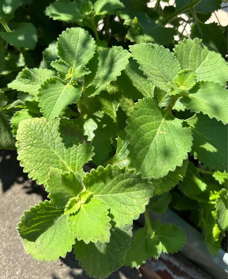Cuban Oregano Plant Cuttings: Mexican Mint/Spanish Thyme - photo 4