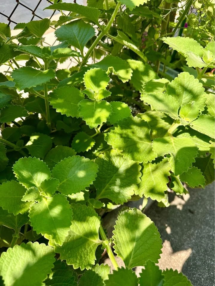 Cuban Oregano Plant Cuttings: Mexican Mint/Spanish Thyme - photo 5