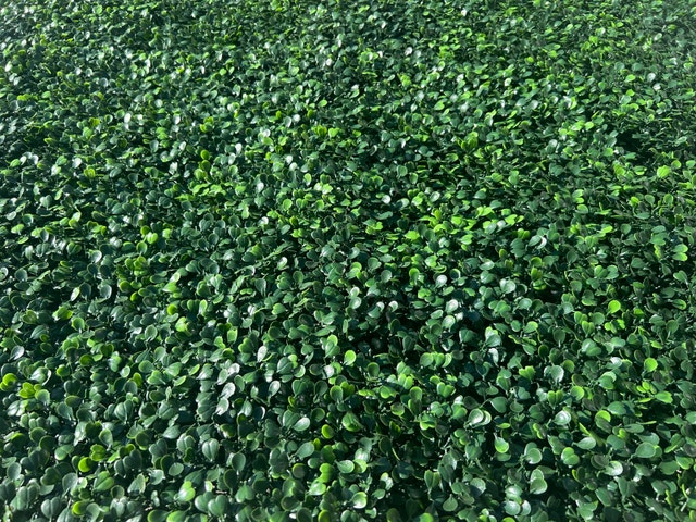 Naturae Decor Hedge Privacy Screen Panel - 4pcs - photo 3