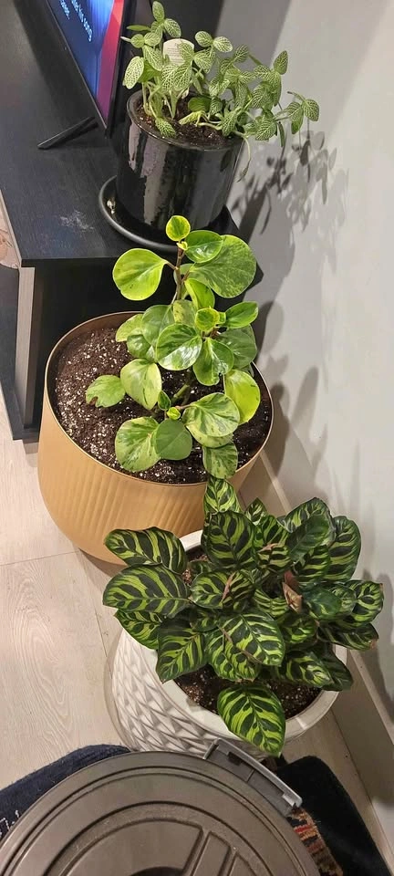 Indoor Houseplant Collection with Decorative Pots