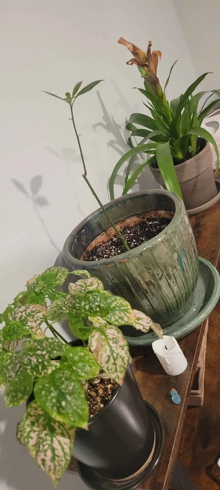 Indoor Houseplant Collection with Decorative Pots - photo 2