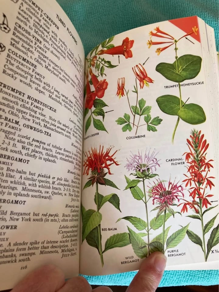 Vintage Peterson Field Guide To Wildflowers (1968 Edition) - photo 3