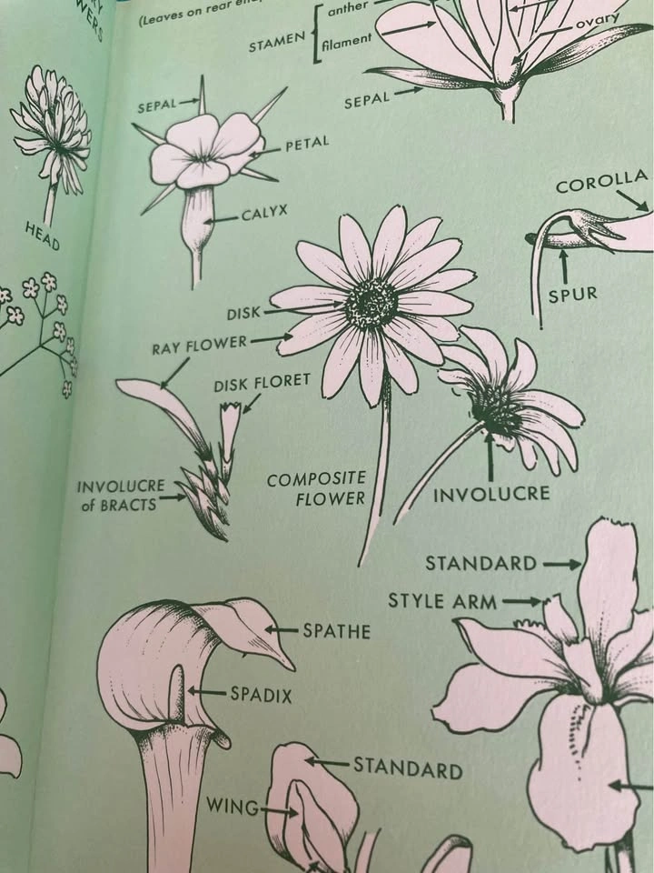 Vintage Peterson Field Guide To Wildflowers (1968 Edition) - photo 4