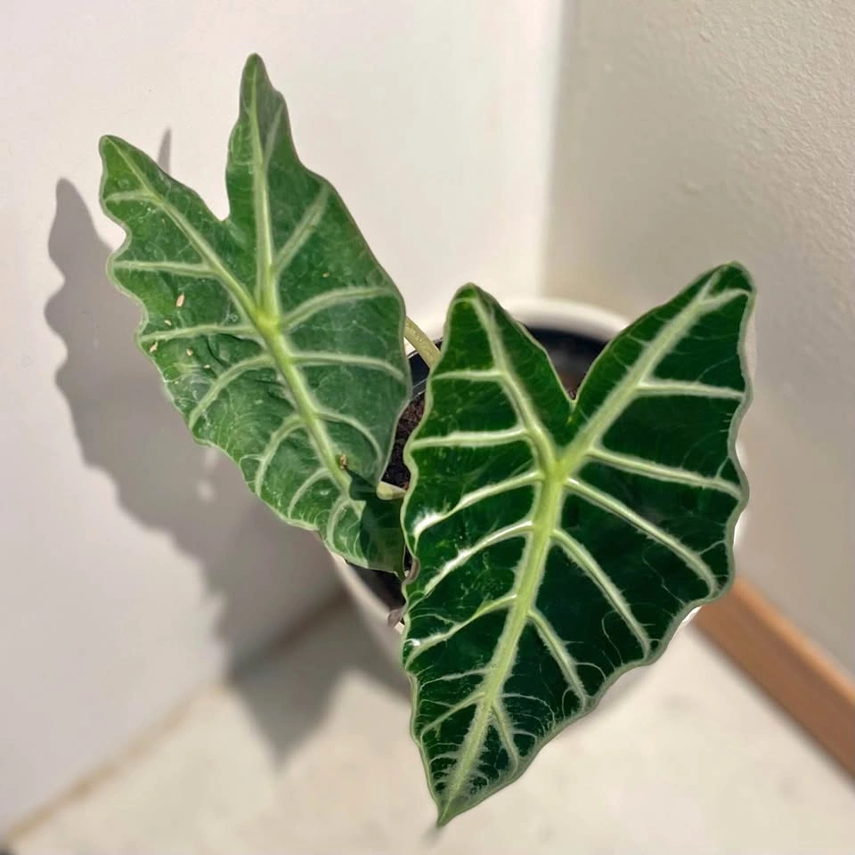 Alocasia plant
