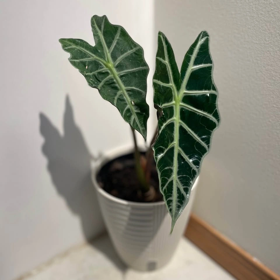Alocasia plant - photo 2