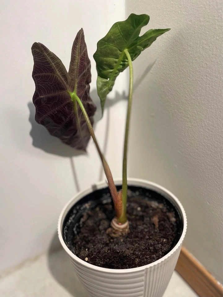 Alocasia plant - photo 3