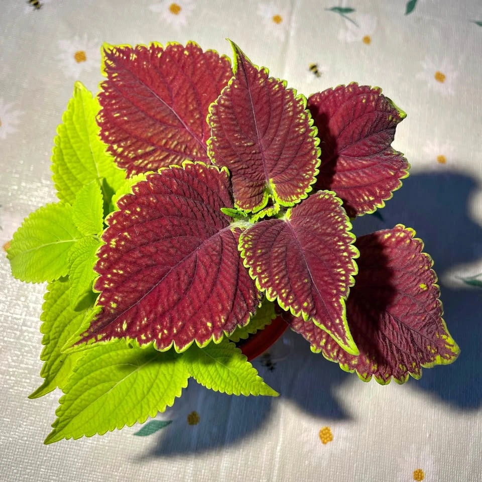 Coleus plant