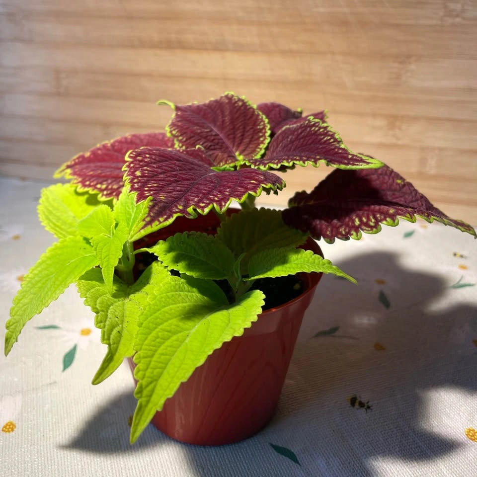 Coleus plant - photo 2