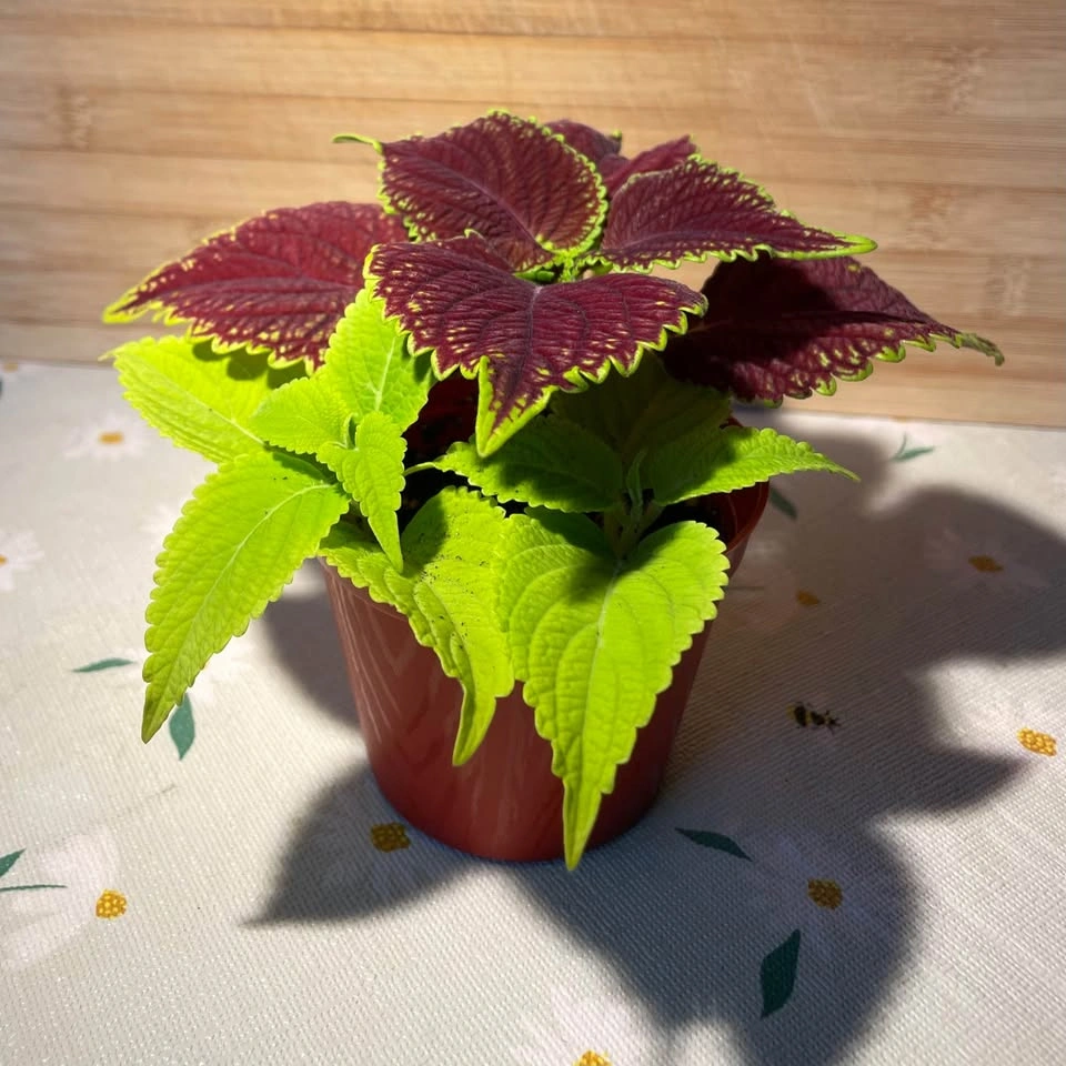 Coleus plant - photo 3