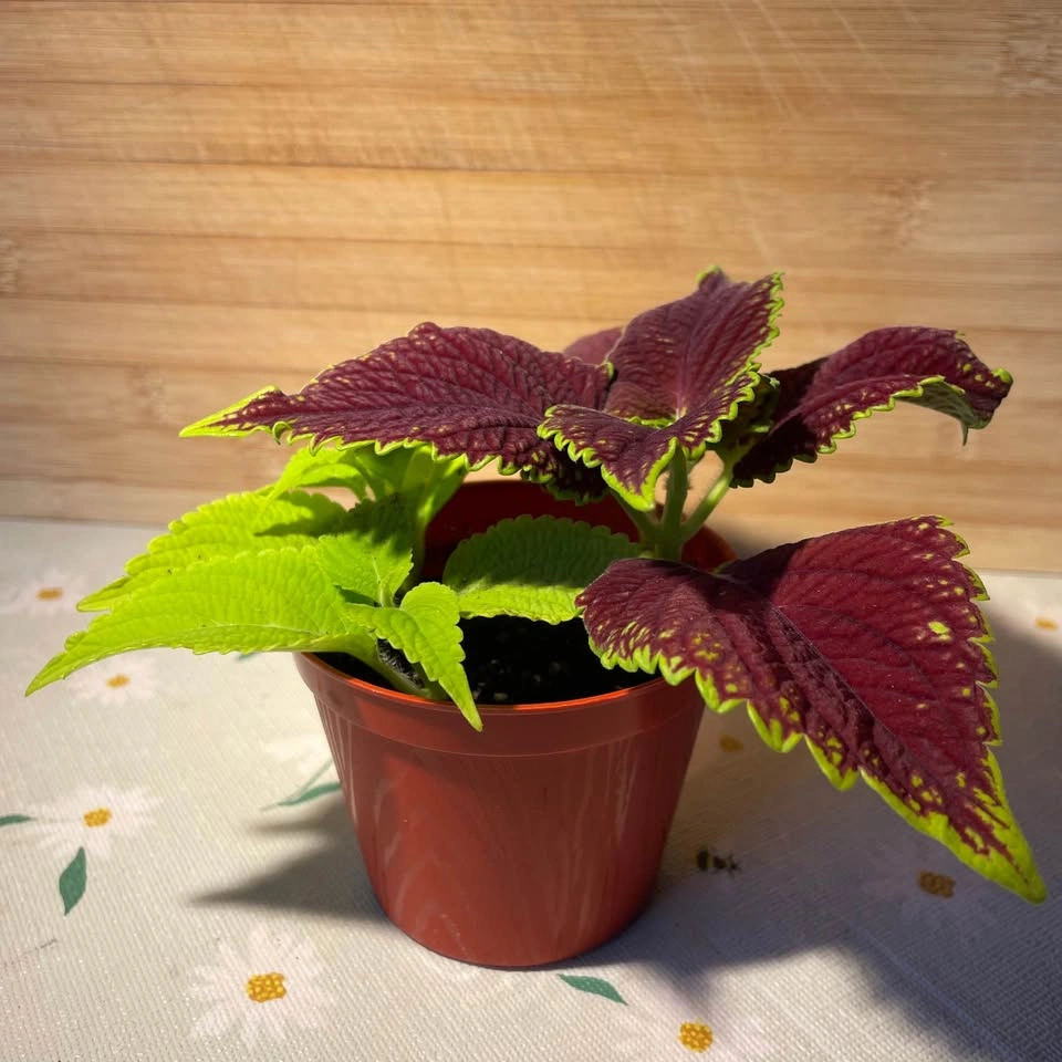 Coleus plant - photo 4