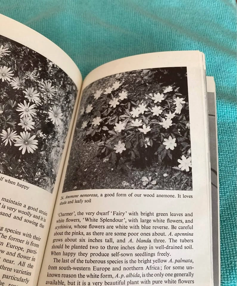 Vintage Penguin Handbook: Hardy Bulbs 1 By E.B. Andersen (1964) - photo 2