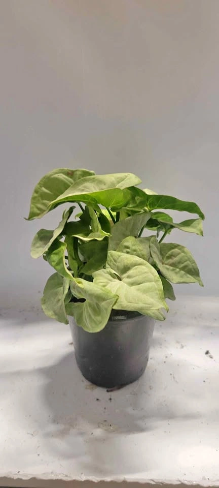 4" Syngonium Milk Confetti (House Plant)