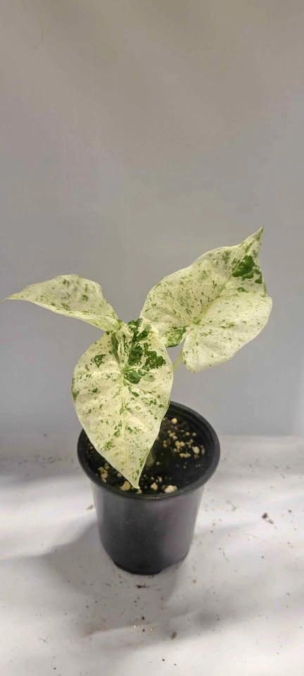 4" Alocasia Odora Variegated White (House Plant)