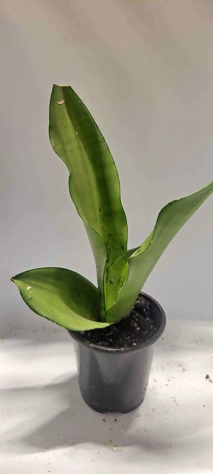 4" Sansevieria Moonshine (House Plant)