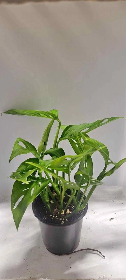 4" Monstera Adansonii (House Plant)