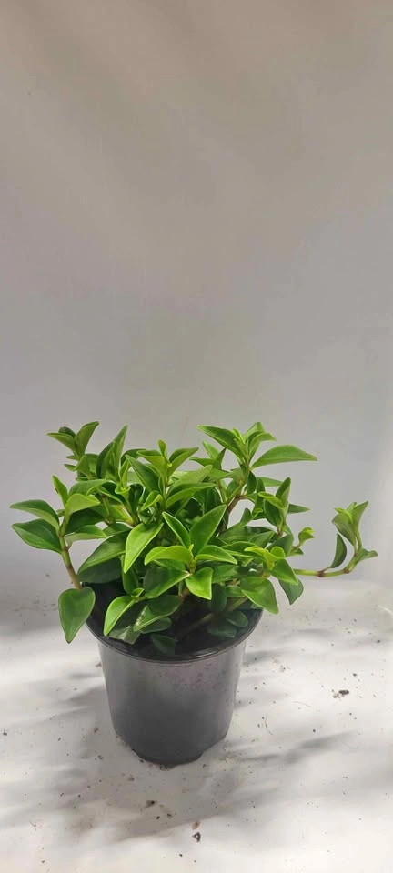 4" Peperomia Humilis (House Plant)