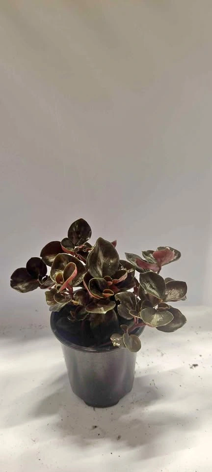 4" Peperomia Metallica (House Plant)