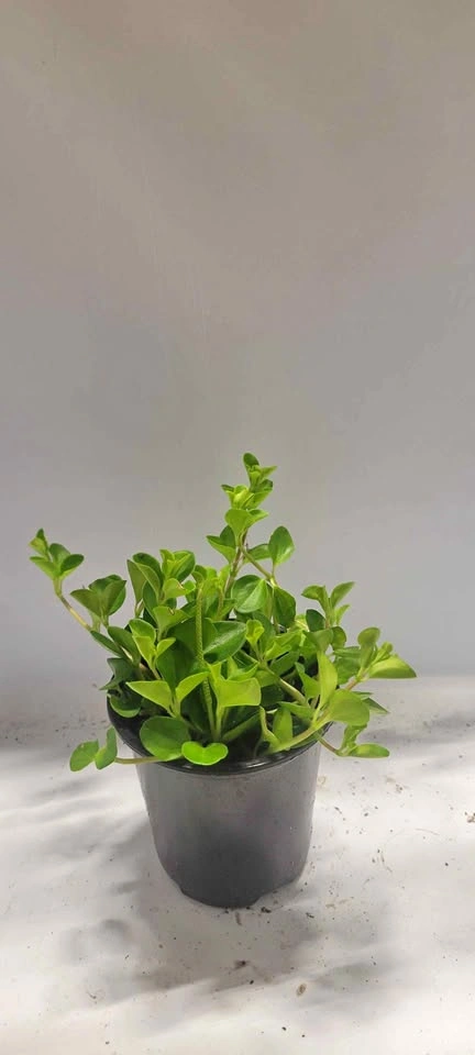 4" Peperomia Rotundifolia (House Plant)