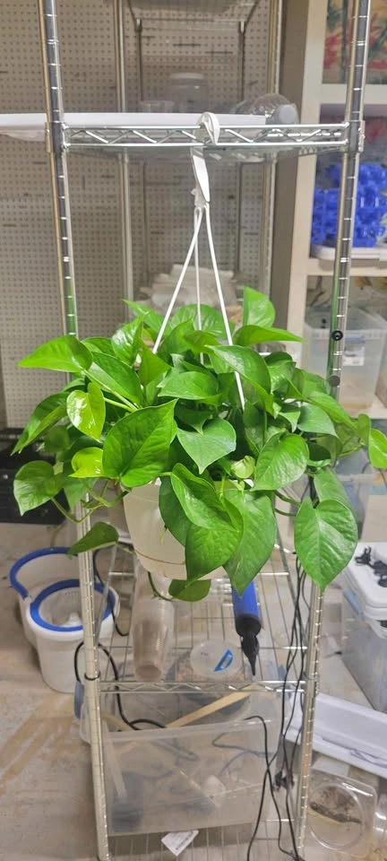 8" Pothos Jade Hanging Basket (House Plant)