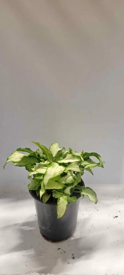4" Syngonium Three Kings (House Plant)