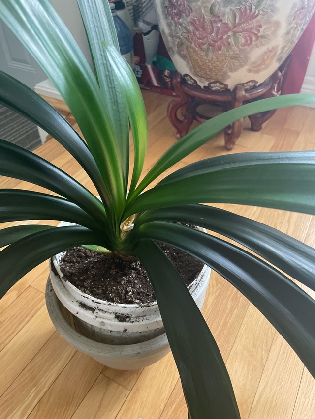 Blooming Clivia miniata