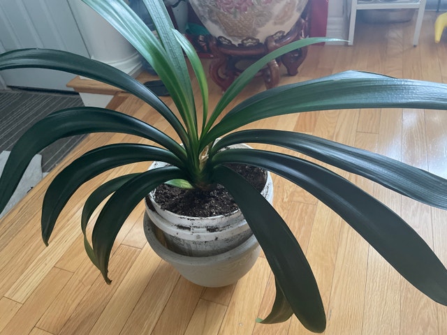 Blooming Clivia miniata - photo 2