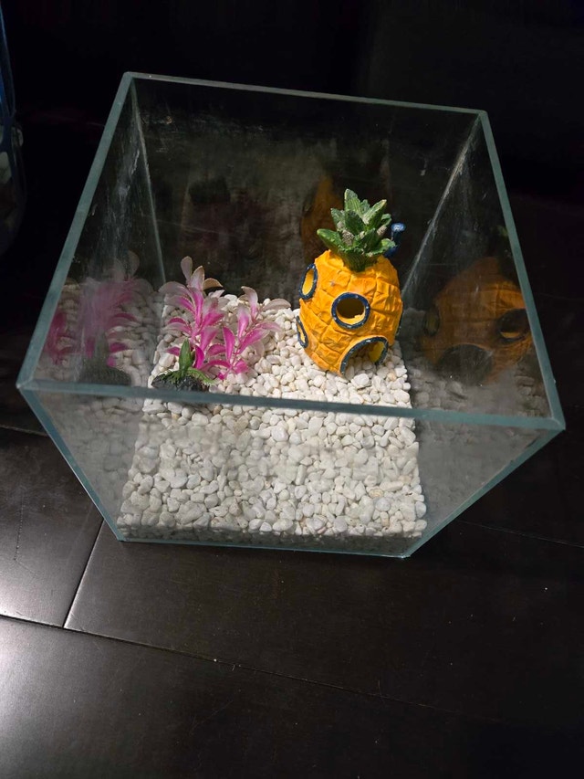 Glass Fish Tank with Pineapple Decor - photo 2