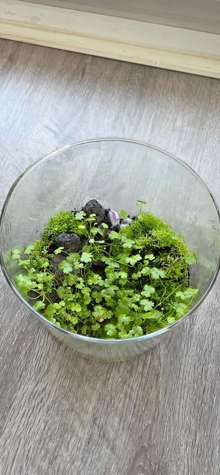 Mini Terrarium Plant Bowl