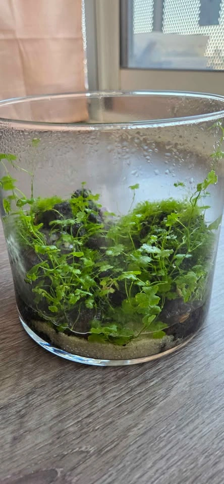 Mini Terrarium Plant Bowl - photo 2