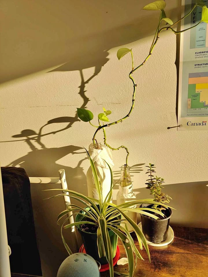 Spider Plant, Jade Plant, and Pothos Cutting