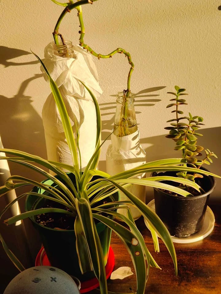 Spider Plant, Jade Plant, and Pothos Cutting - photo 2
